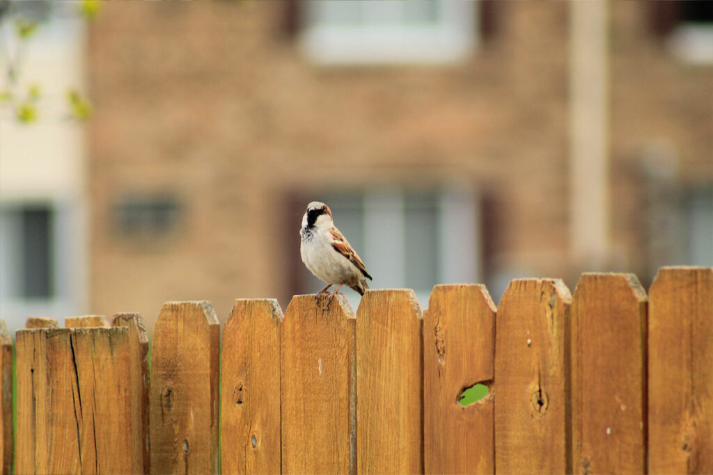 Zaun Materialien - Vogel sitzt auf Zaun