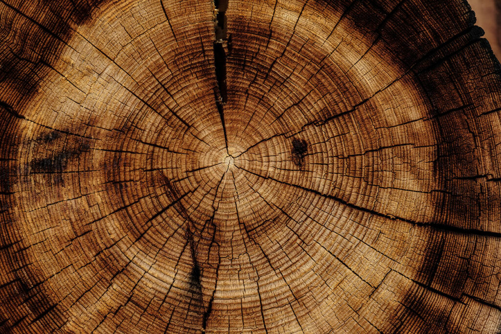 Saunaholz - Welches Holz eignet sich für die Sauna?
