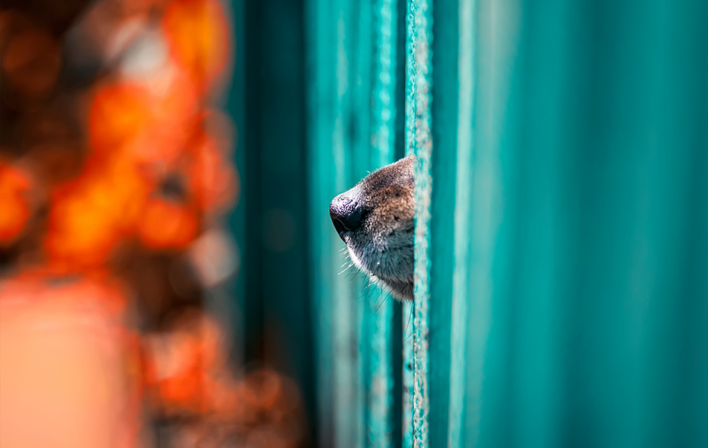 Hundezaun - Hund steckt Nase durch Zaunlatten