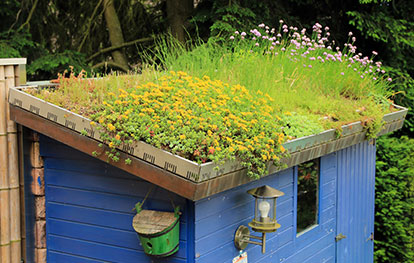 Gartenhaus Dachbegrünung - Kleiner Schuppen mit gegrüntem Dach