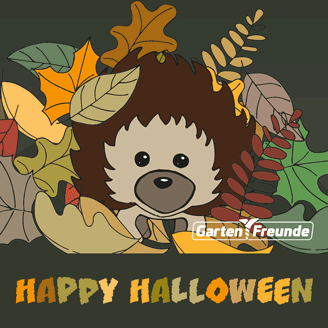 Magazin-Beitrag - Igel überwintern helfen - Halloween - Instagram-Beitrag