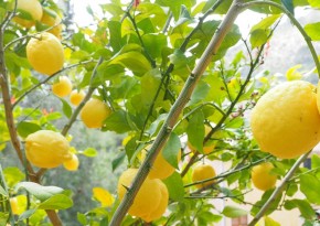Purelia Saunaaufguss Duft 50 ml Lemongras - Saunaduft